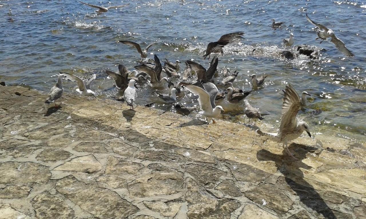 Apartments Edo Novigrad Istria المظهر الخارجي الصورة